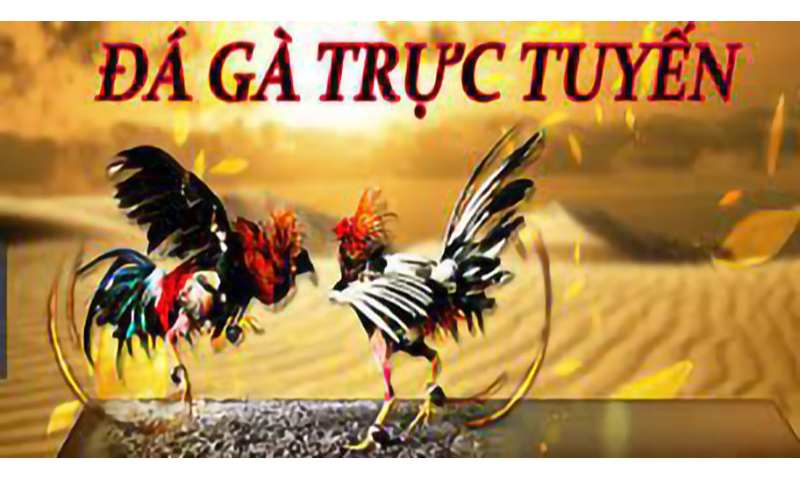 đá gà w388